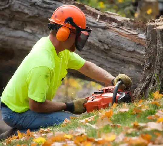 tree services Exeter